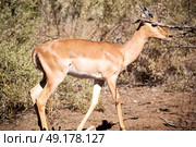 in kruger parck south africa wild impala in the winter bush. Стоковое фото, агентство Ingram Publishing / Фотобанк Лори