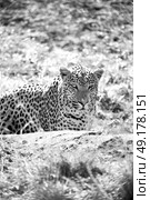 blur in south africa kruger natural park wild leopard resting after hounting. Стоковое фото, агентство Ingram Publishing / Фотобанк Лори
