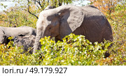 blur in south africa   kruger  wildlife  nature  reserve and  wild elephant. Стоковое фото, агентство Ingram Publishing / Фотобанк Лори