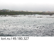 blur in south africa   betty’s bay wildlife  nature  reserve birds  penguin and rocks. Стоковое фото, агентство Ingram Publishing / Фотобанк Лори