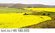 blur in south africa close up of the colza yellow field like   texture background. Стоковое фото, агентство Ingram Publishing / Фотобанк Лори