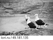 seagull   in south africa   coastline cape of good hope  and natural park reserve. Стоковое фото, агентство Ingram Publishing / Фотобанк Лори