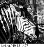 blur in south africa   mlilwane wildlife  nature  reserve and wild zebra. Стоковое фото, агентство Ingram Publishing / Фотобанк Лори