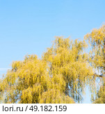 branches of willow weeping in the sky background. Стоковое фото, агентство Ingram Publishing / Фотобанк Лори