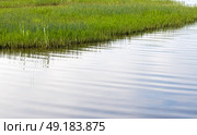 Serene view of vibrant green grass growing in a wet marshland. Стоковое фото, фотограф EugeneSergeev / Фотобанк Лори