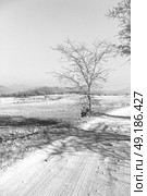 blur in swaziland   mlilwane wildlife  nature  reserve mountain and tree. Стоковое фото, агентство Ingram Publishing / Фотобанк Лори