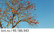 in south africa close up of erythrina lysistemon flower plant and clear sky. Стоковое фото, агентство Ingram Publishing / Фотобанк Лори
