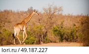 blur in south africa   kruger  wildlife    nature  reserve and  wild giraffe. Стоковое фото, агентство Ingram Publishing / Фотобанк Лори