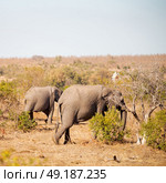 blur in south africa   kruger  wildlife  nature  reserve and  wild elephant. Стоковое фото, агентство Ingram Publishing / Фотобанк Лори