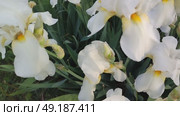 Много цветущих белых ирисов, с жёлтой сердцевиной, крупным планом. Many blooming white irises with yellow centers, close-up. Стоковое видео, видеограф Наталья Пеньшина / Фотобанк Лори