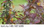Close-up blooming barberry branch. Yellow flowers purple leaves. Perfect nature background for cinematic intros, beauty brands. Digital decor for hotels. Slow luxury atmosphere. Lively aesthetic. 4K. Стоковое видео, видеограф Марина Демидюк / Фотобанк Лори