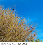 branches of willow weeping in the sky background. Стоковое фото, агентство Ingram Publishing / Фотобанк Лори