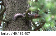 Уставшая дикая белка лежит на ветке дерева в лесу. Подмосковье. Май. A tired wild squirrel lies on a tree branch in the forest. Moscow region. May. Стоковое видео, видеограф Горшков Александр / Фотобанк Лори