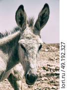 in petra jordan a donkey waiting for the tourist near the antique mountain. Стоковое фото, агентство Ingram Publishing / Фотобанк Лори