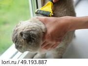 Grooming Cat Care With Quality Brush For Felines. A person is gently brushing a Scottish fold gray cat with a brush, ensuring a healthy coat. Essentials. Owner girl combing her cat at home. Pet health. Стоковое фото, фотограф Марина Демидюк / Фотобанк Лори
