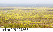 blur in south africa close up of the colza yellow field like   texture background. Стоковое фото, агентство Ingram Publishing / Фотобанк Лори