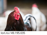 An important black rooster with a red beard and a comb looks at the camera. Стоковое фото, фотограф Лазаренко Светлана / Фотобанк Лори