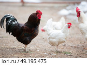 Luxurious black rooster walks with white hens on the farm. Стоковое фото, фотограф Лазаренко Светлана / Фотобанк Лори