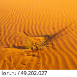 the empty quarter  and outdoor  sand  dune in oman old desert rub al khali . Стоковое фото, агентство Ingram Publishing / Фотобанк Лори