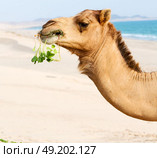 in oman empty quarter of desert a free dromedary near the  sea. Стоковое фото, агентство Ingram Publishing / Фотобанк Лори