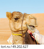 dromedary near the sky in oman empty quarter of desert a  free . Стоковое фото, агентство Ingram Publishing / Фотобанк Лори