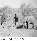 blur in south africa   kruger  wildlife  nature  reserve and  wild elephant. Стоковое фото, агентство Ingram Publishing / Фотобанк Лори