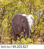 blur in south africa   kruger  wildlife  nature  reserve and  wild elephant. Стоковое фото, агентство Ingram Publishing / Фотобанк Лори