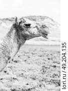 in oman empty quarter of desert a free dromedary    near the  sea. Стоковое фото, агентство Ingram Publishing / Фотобанк Лори