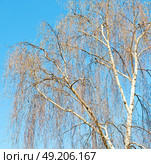 branches of willow weeping in the sky background. Стоковое фото, агентство Ingram Publishing / Фотобанк Лори