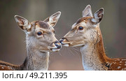 A pair of deer standing closely side by side in a natural setting, showcasing their elegance and beauty. Стоковое AI-изображение, AI-художник Данила Большаков / Фотобанк Лори