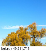 branches of willow weeping in the sky background. Стоковое фото, агентство Ingram Publishing / Фотобанк Лори