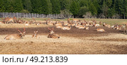 An ecological project to restore the population of spotted deer and their subsequent adaptation to the wild. Aggregation of graceful animals at the edge of the forest on the farm's territory. Стоковое фото, фотограф Роман Дзюбало / Фотобанк Лори