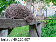 Еж на деревянной лавке. Стоковое фото, фотограф Лариса Веселова / Фотобанк Лори