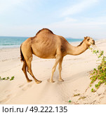 in oman empty quarter of desert a free dromedary near the  sea. Стоковое фото, агентство Ingram Publishing / Фотобанк Лори