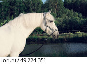 portrait of Lipizzaner horse at lake background. Стоковое фото, агентство Ingram Publishing / Фотобанк Лори