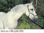 portrait of Lipizzaner horse . Стоковое фото, агентство Ingram Publishing / Фотобанк Лори