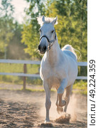  running Lipizzaner horse in paddock. Стоковое фото, агентство Ingram Publishing / Фотобанк Лори
