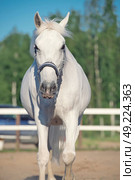 portrait of walking Lipizzaner horse in manege. Стоковое фото, агентство Ingram Publishing / Фотобанк Лори