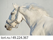 portrait of running Lipizzaner horse. Стоковое фото, агентство Ingram Publishing / Фотобанк Лори