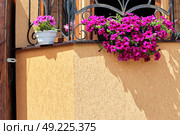Beautiful purple petunias in flower pots decorating windows in summer. Red magenta blooming stimoryne. Стоковое фото, агентство Ingram Publishing / Фотобанк Лори