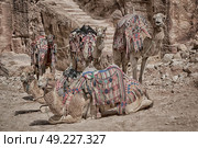 in petra jordan the camel for the tourist near the antique wonder site. Стоковое фото, агентство Ingram Publishing / Фотобанк Лори