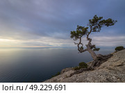 Beautiful pine tree on sea shore at colorful pink sunrise. Novyi Svit, Crimea, Russia (2017 год). Стоковое фото, фотограф Максим Забаровский / Фотобанк Лори