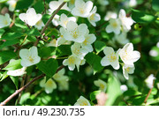 Цветущий куст чубушника венечного (Philadelphus coronarius), Волгоградская область, Россия. Стоковое фото, фотограф Андрей Цыганков / Фотобанк Лори
