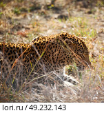 blur in south africa kruger natural park wild leopard resting after hounting. Стоковое фото, агентство Ingram Publishing / Фотобанк Лори