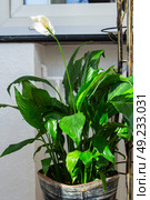 Спатифиллум (Spathiphyllum) — род многолетних вечнозелёных растений семейства Ароидные. Стоковое фото, фотограф Hanna Shapialevich / Фотобанк Лори