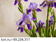 Ирис (Iris) — род многолетних корневищных растений семейства Ирисовые. Стоковое фото, фотограф Hanna Shapialevich / Фотобанк Лори