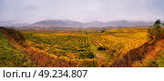 Panorama of Wachau valley. Colorful autumn in vine yards, Austria. Hills of Lower Austria. Стоковое фото, агентство Ingram Publishing / Фотобанк Лори
