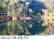 in lesotho mlilwane wildlife santuary the pound lake and  tree reflection in water. Стоковое фото, агентство Ingram Publishing / Фотобанк Лори