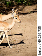 in kruger parck south africa wild impala in the winter bush. Стоковое фото, агентство Ingram Publishing / Фотобанк Лори