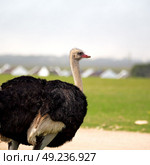 blur in south africa   mlilwane wildlife  nature  reserve and  wild ostrich. Стоковое фото, агентство Ingram Publishing / Фотобанк Лори